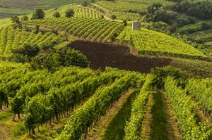 VINO, ALLEANZA COOPERATIVE, “BENE NUOVO PROGRAMMA NAZIONALE DI SOSTEGNO, + 25 MILIONI PER INVESTIMENTI E RISTRUTTURAZIONE VIGNETI